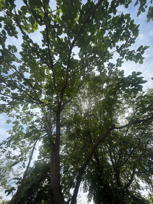 Tree canopy photographed from below in Stara Zagora, Bulgaria