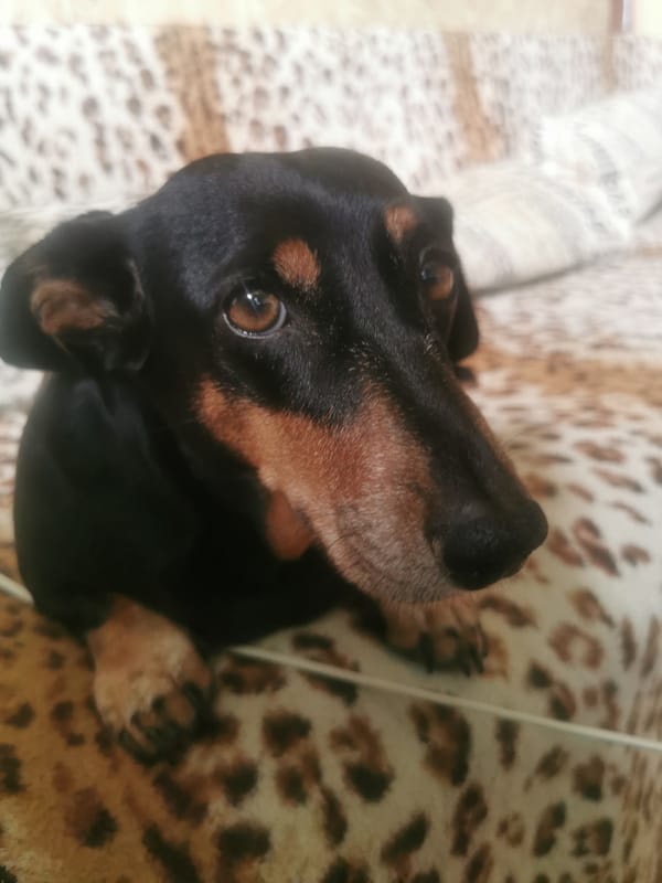 Dachshund naps on a leopard-print blanket in Serov