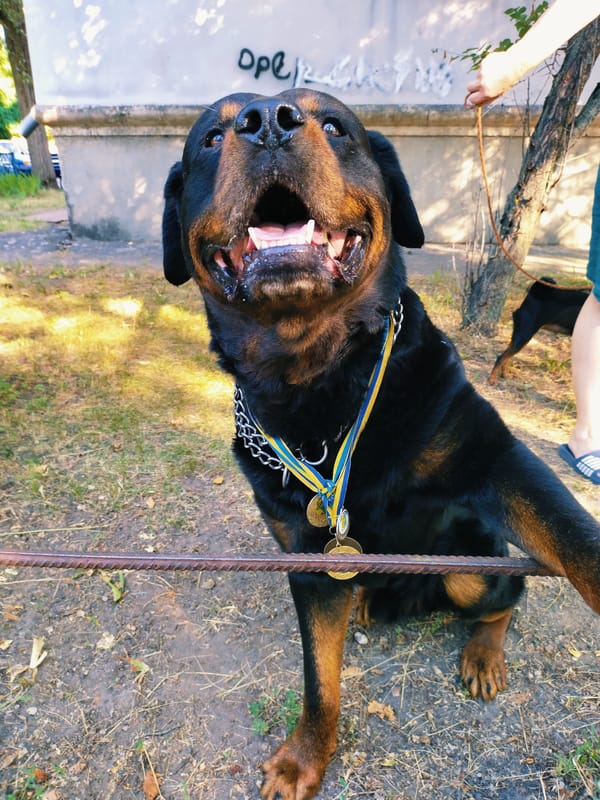 Medal-winning Rottweiler chills after a dog show in Horishni Plavni