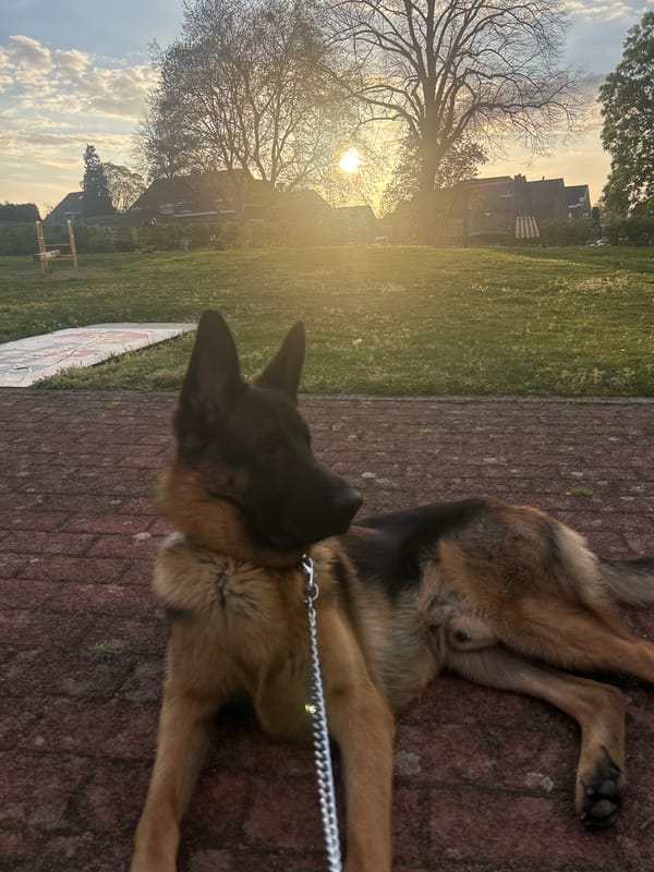 German Shepherd rests on pavement in Brunssum at sunset