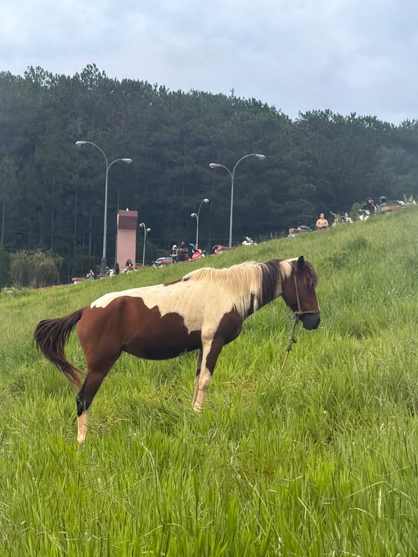 Horses graze near Da Lat lakes under cloudy skies