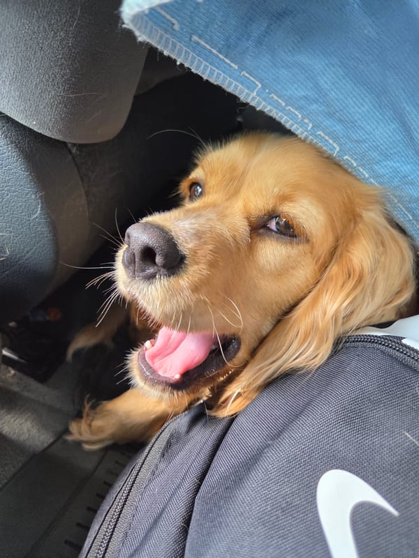 Golden retriever spotted with tilted head in Leshnitsa, Bulgaria