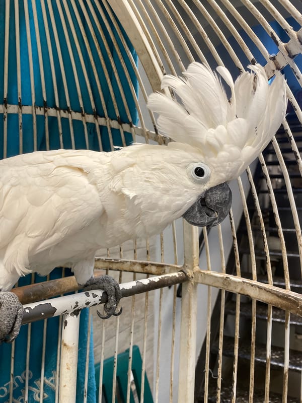 Indoor scenes documented: caged cockatoo, whale art, flowers, bar
