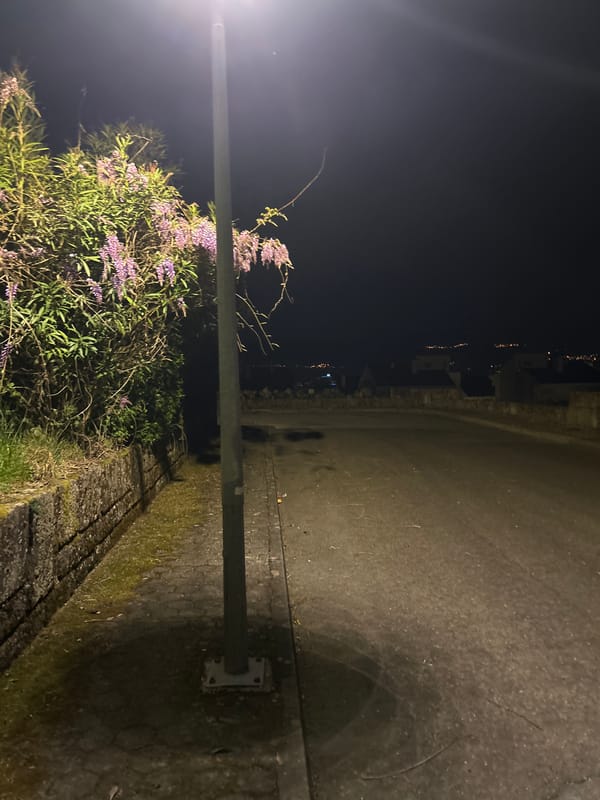 Nighttime street scenes with flowering bushes documented in Vila Real