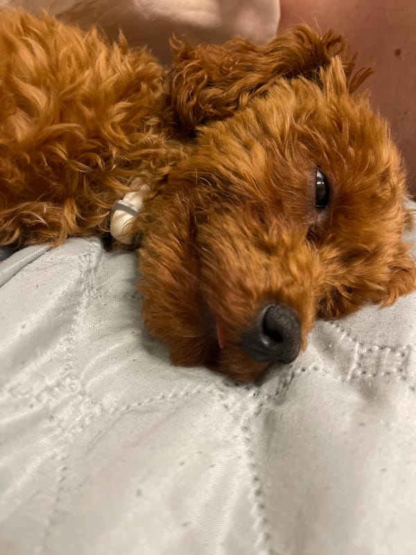 Woman shares quiet evening moments with poodle puppy in Sofia