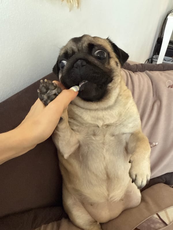 Pug puppy morning: couch lounging, toy play, avocado toast