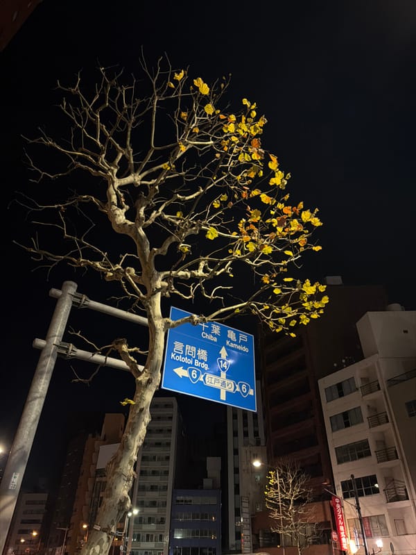 Evening autumn scene captured at Tokyo intersection signage