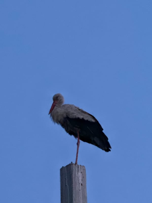 Iced drinks, a stork, and a slow afternoon out