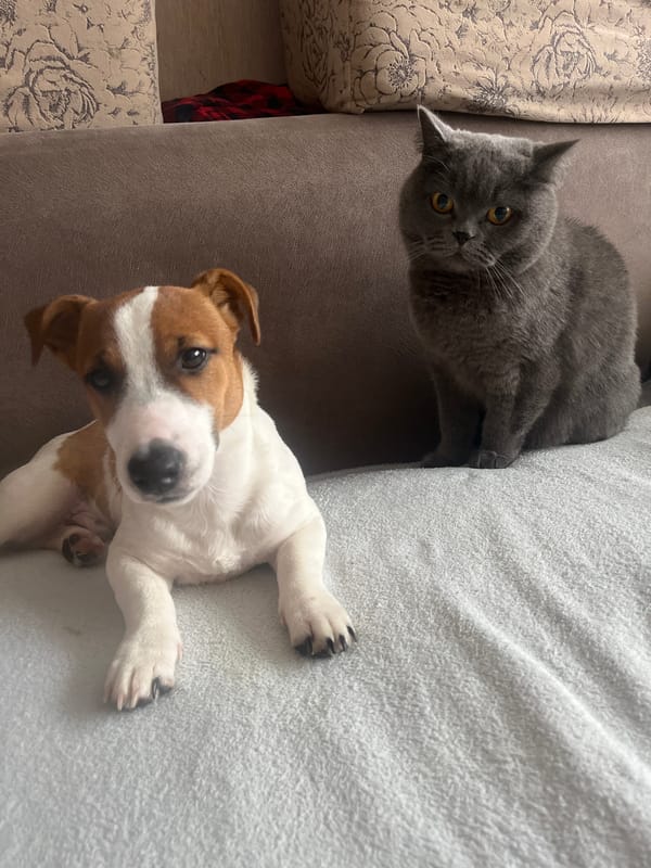 Cats and a terrier hanging out at a Russian apartment