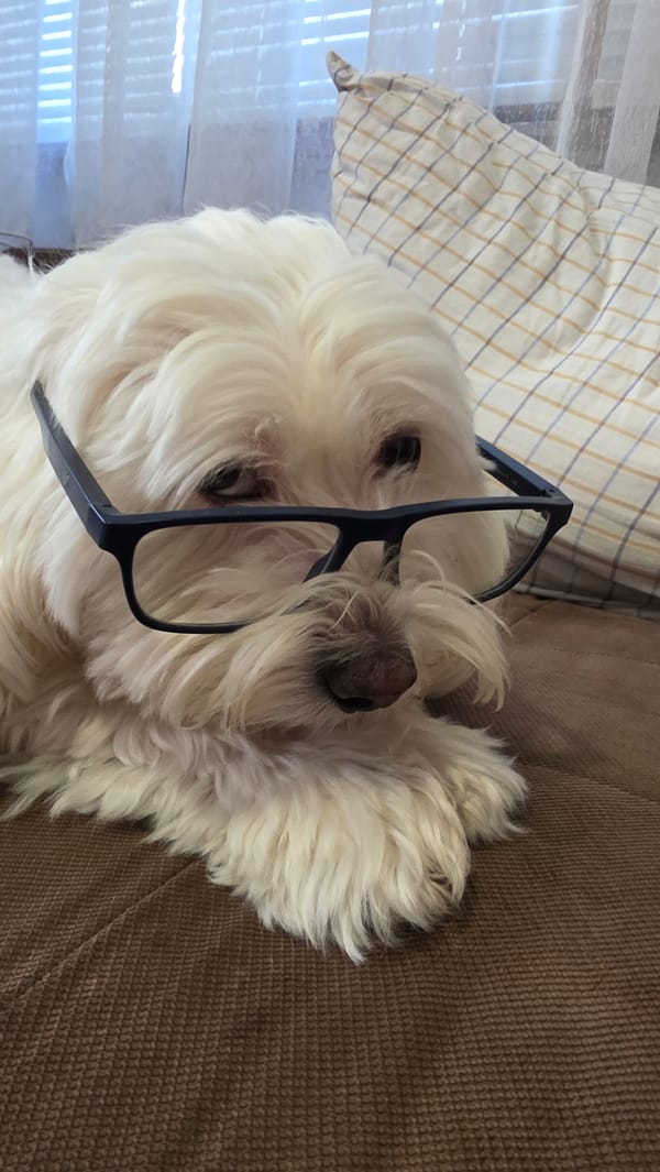 Glasses-wearing dog photographed with various hats in Bulgarian home