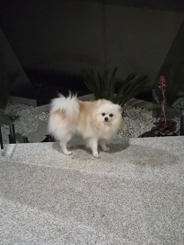 Birthday celebration with cake and dog in Barcelos, Portugal