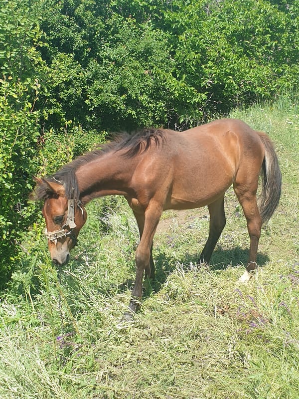 Horses, wildflowers, and a cat on a summer morning in rural Ukraine