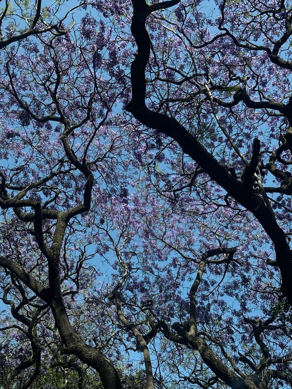 Jacaranda trees bloom overhead in Mexico City streets