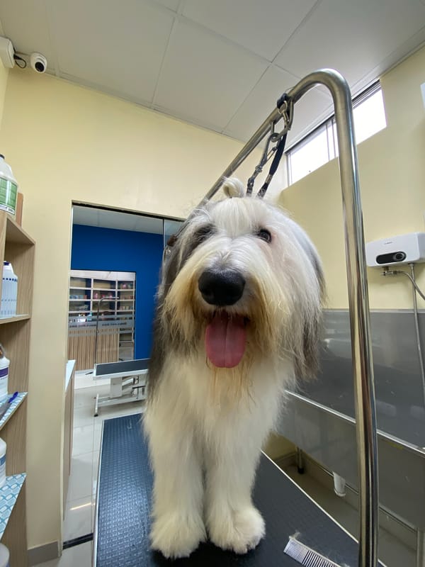 Dog undergoes grooming session in San Miguel, Peru