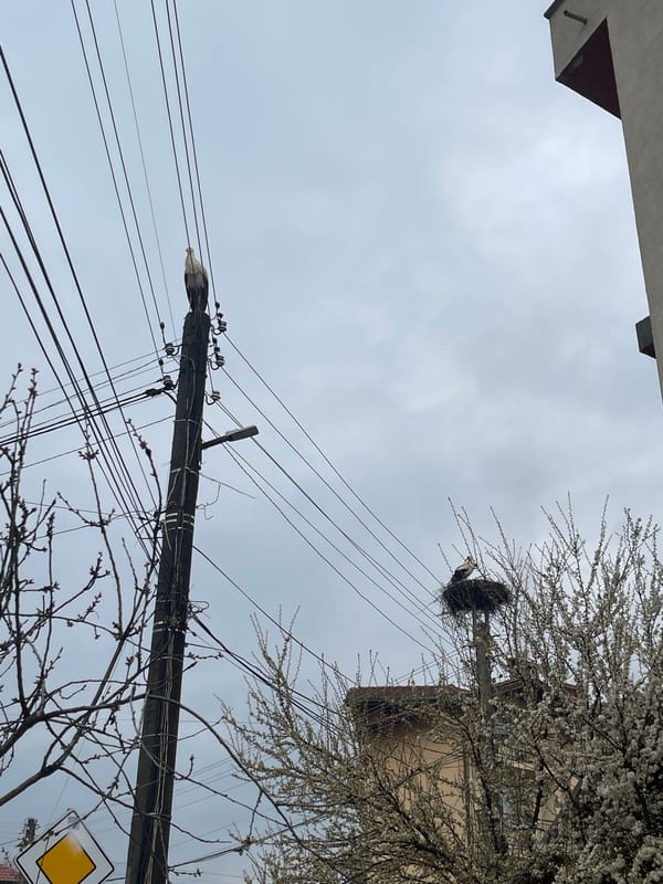 Stork spotted nesting on utility pole in Razlog Bulgaria