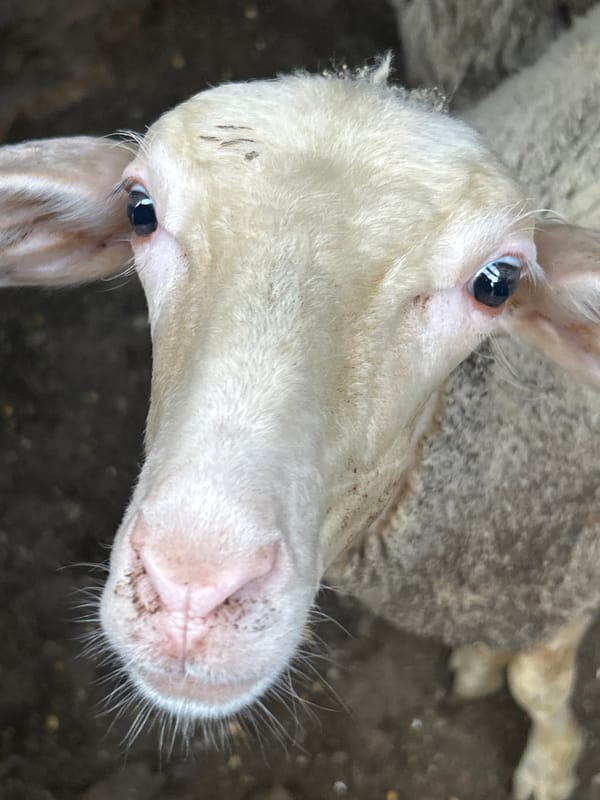 Close-up sheep portrait and abstract fleece tones, rural Bulgaria