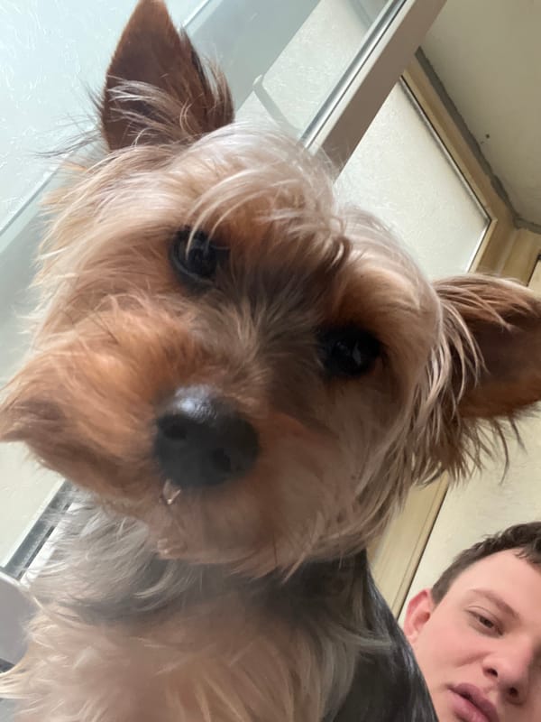 Yorkshire Terrier photographed close-up in Varna, Bulgaria