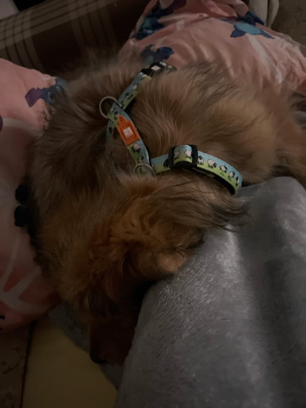 Small dog rests comfortably indoors in Plovdiv, Bulgaria