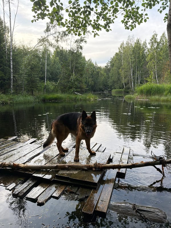 German Shepherd on a pier at a quiet forest lake