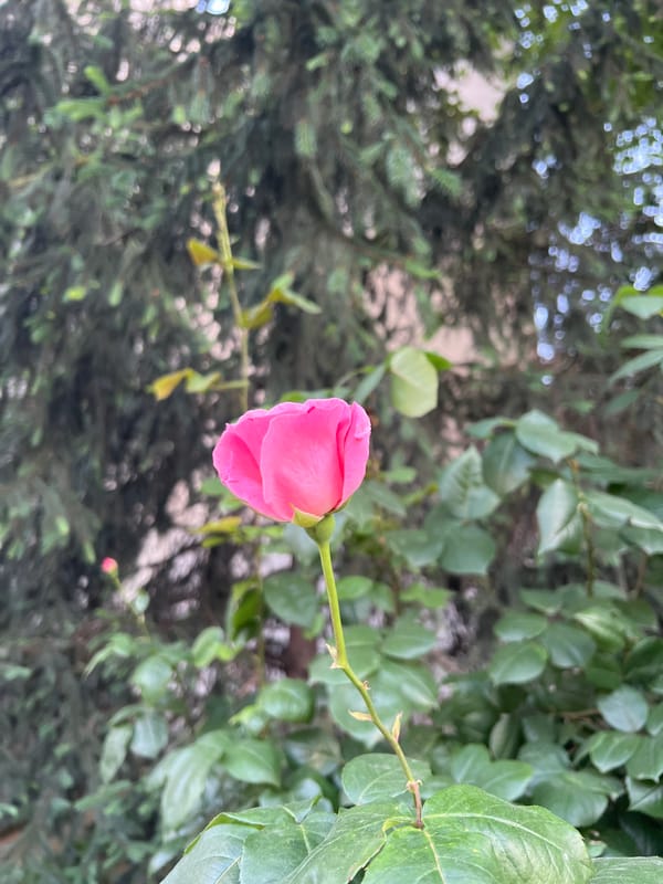 Plovdiv resident documents evening cityscape, roses, and moon