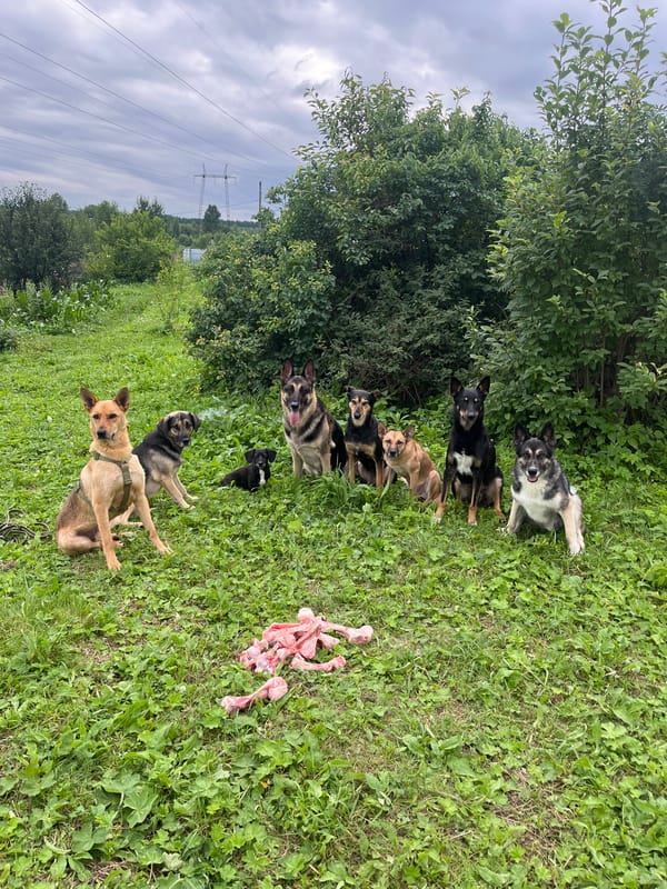 Eight dogs get raw bones at a Nizhny Tagil backyard