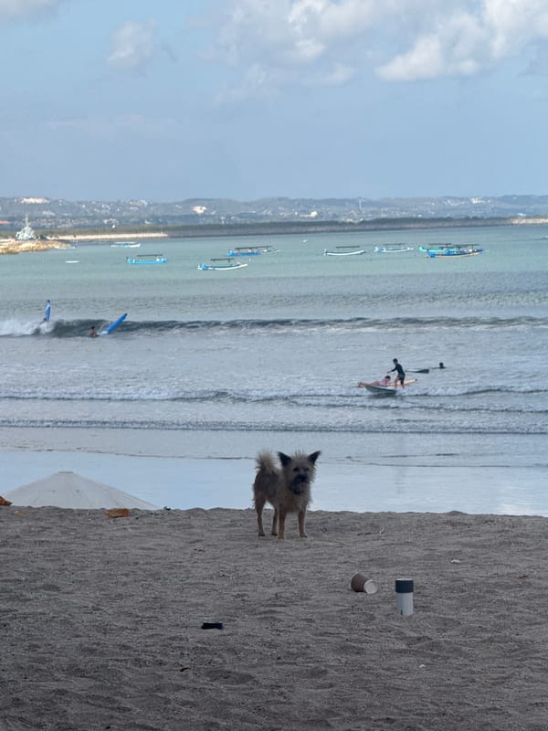 Surfers, beach dogs, and very busy squirrels at Kuta