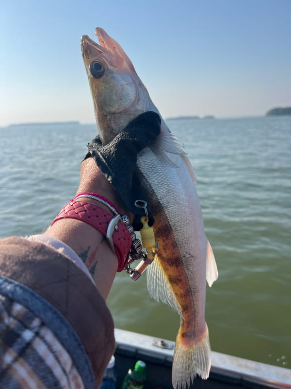 Striped freshwater fish pulled from Russian waters