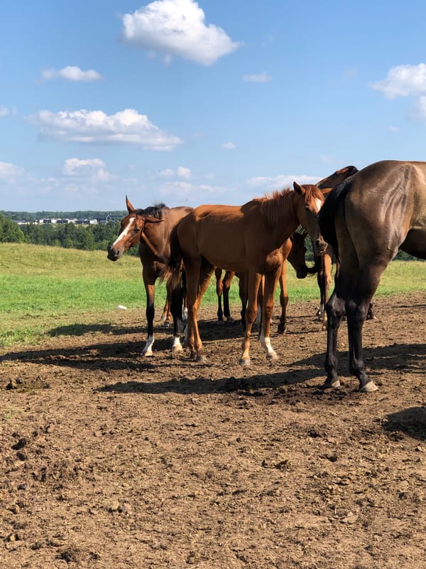 Horses and a dog resting in a sunny Lithuanian paddock