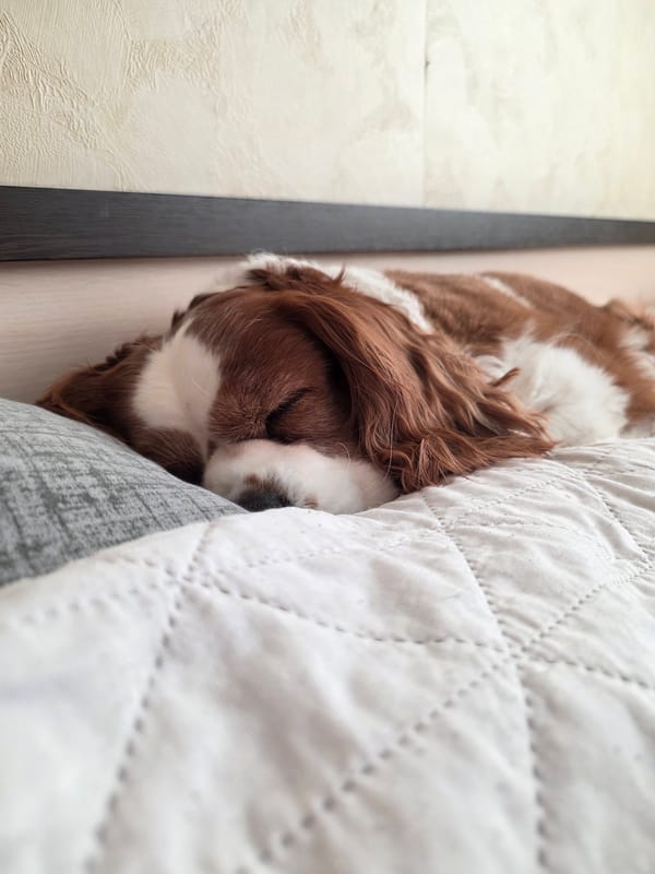 Sleepy spaniel and a morning routine tag from Sofia