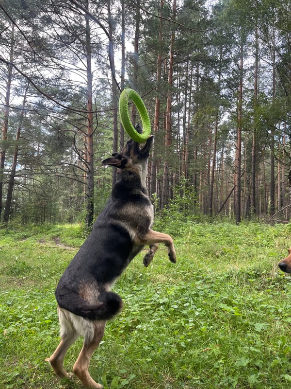 Dogs roam and play on a pine forest trail in Nizhny Tagil