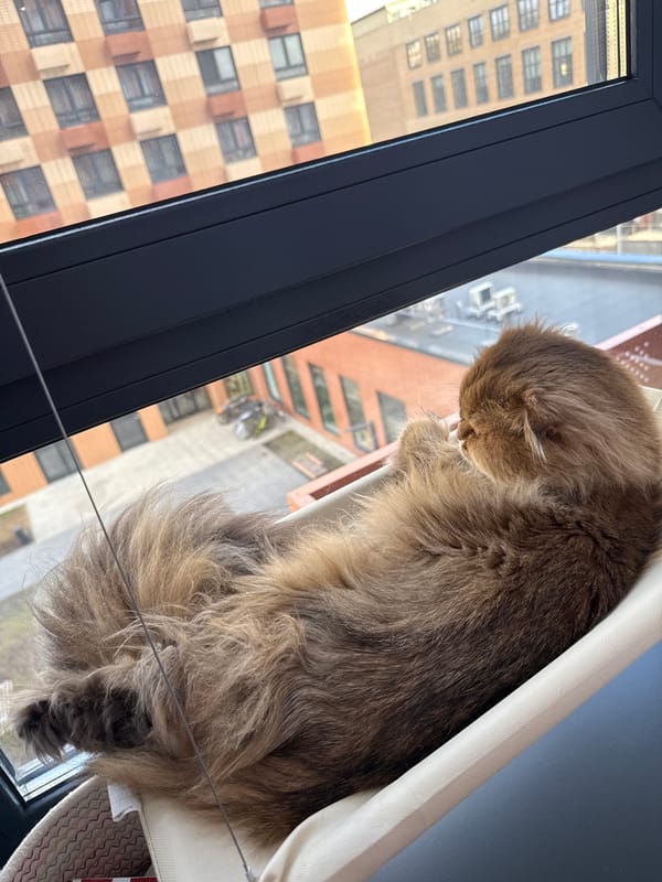 Quiet afternoon moments captured across Moscow: sleeping cat, train platform