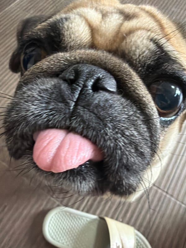 Pug receives treat from owner, jumps off chair