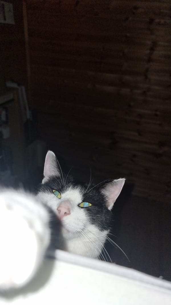 South Korean resident documents morning domestic life with cat