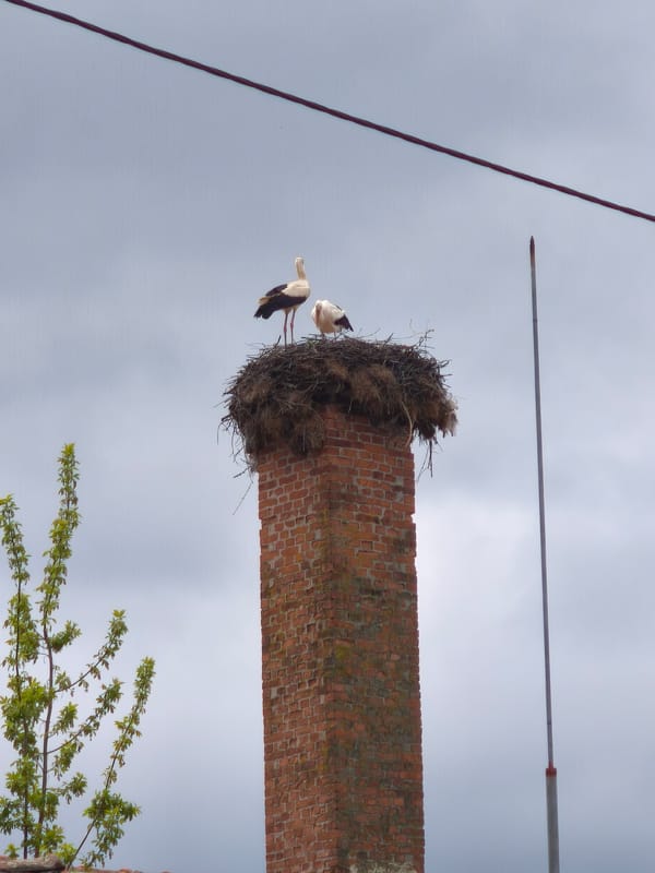 Storks nest on chimney in Rusokastro, Bulgaria