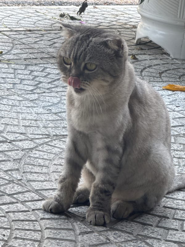 Person pets friendly gray cat on tiled walkway