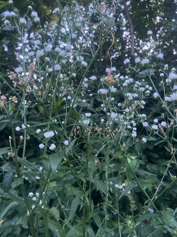 Wildflowers, foliage, and garden details in Bârnova, Romania