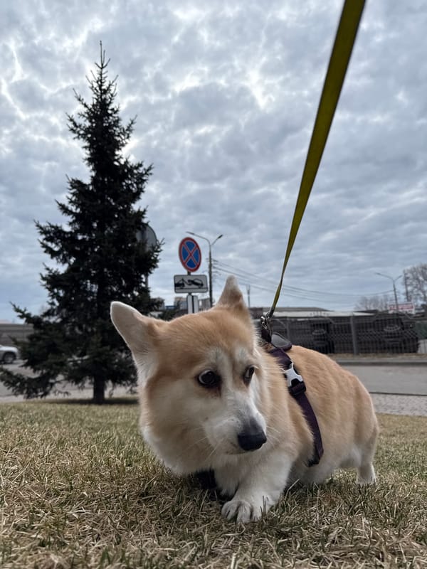 Corgi spotted resting on sidewalk in Krasnoyarsk, Russia