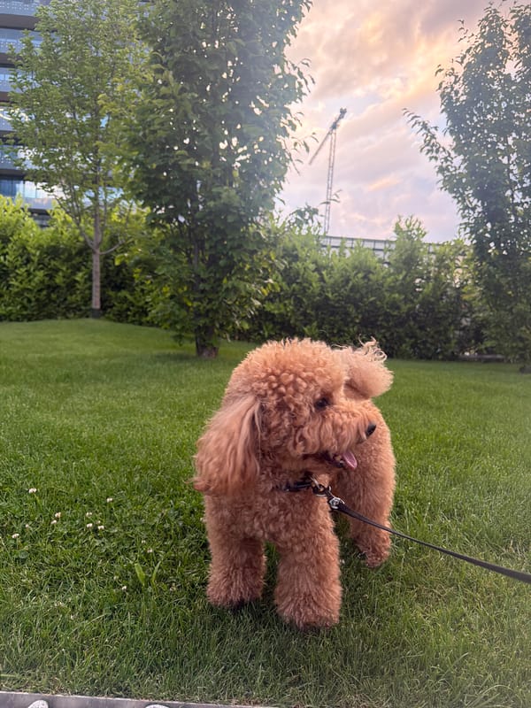 Dog relaxes on lawn in Sofia park area