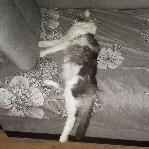 Cat rests on sofa in Gremyachinsk home