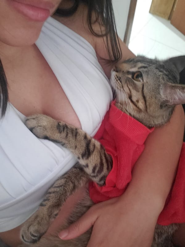 Person holds tabby cat in red cloth, Curitiba