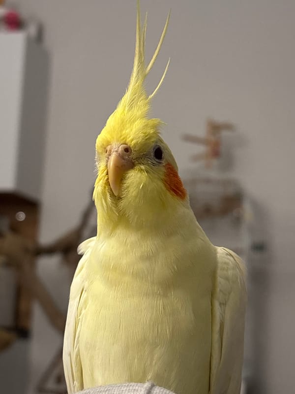 Pet cockatiel observed indoors across Krasnoyarsk locations