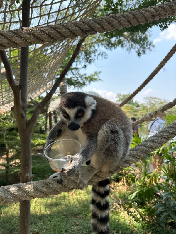 Ring-tailed lemurs fed by visitors at Thai zoo
