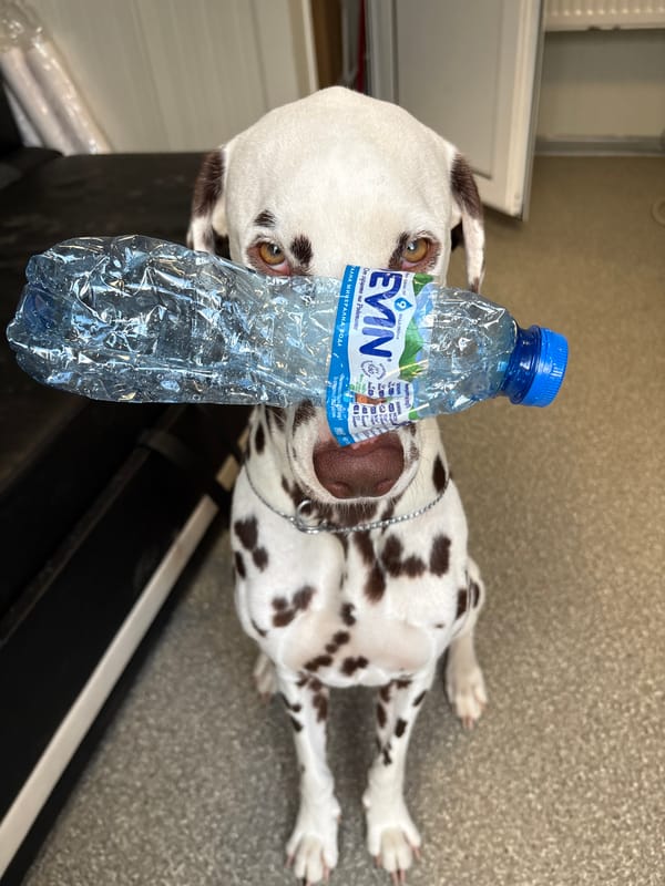 Dalmatian dog spotted lying on back in Elin Pelin