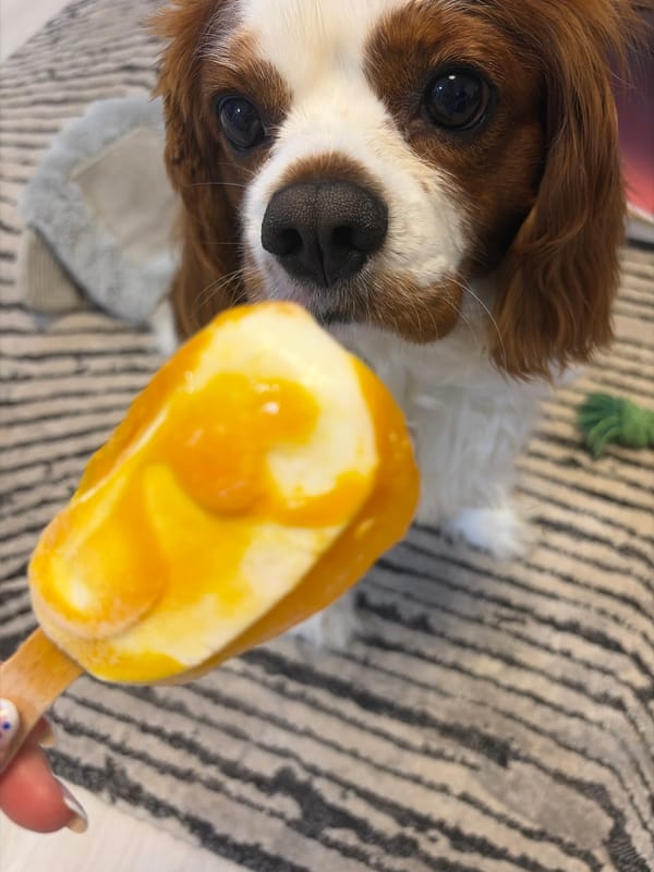 Dog Watches Owner Enjoy Colorful Popsicles in Bulgarian Home