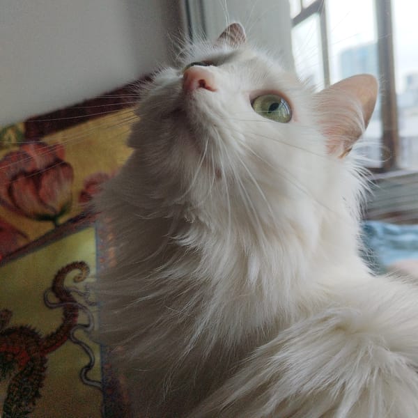 White cat observed at window in Yekaterinburg