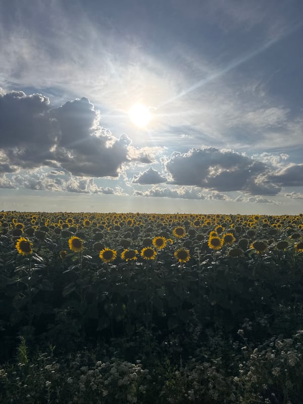 Sunflower field under a stormy sky, Motuzivka, Ukraine