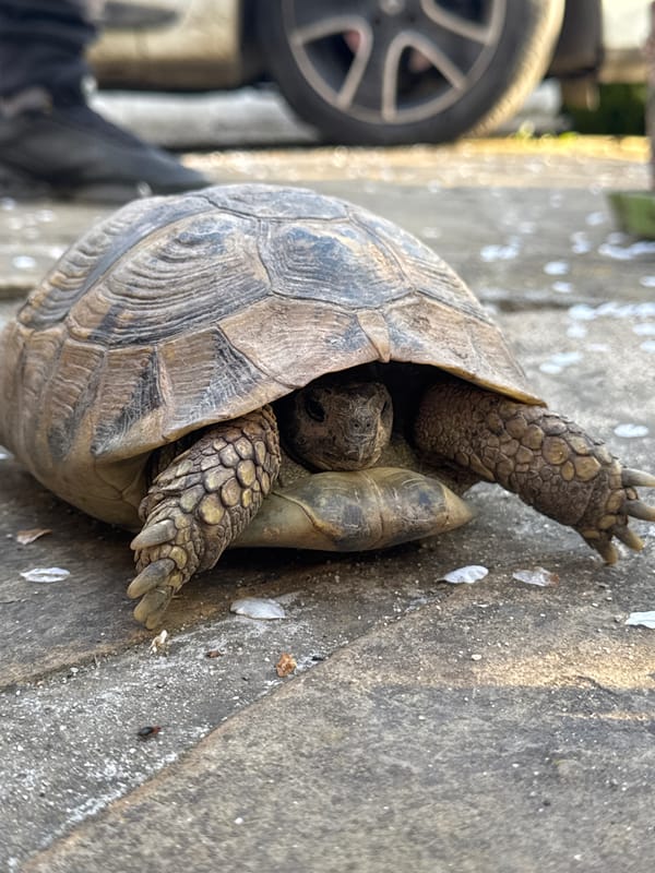 Overturned tortoise spotted flailing on pavement in Sliven, Bulgaria