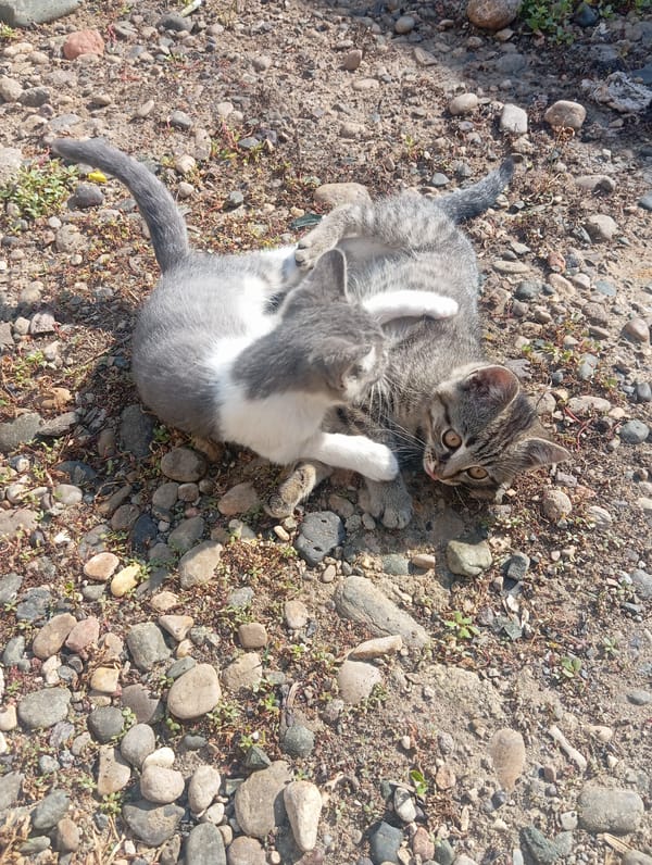 Two kittens play and roughhouse on a gravel lot in Russia
