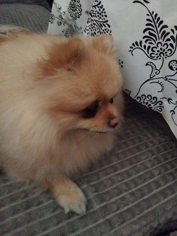 Pomeranian dog naps on couch in Apriltsi, Bulgaria