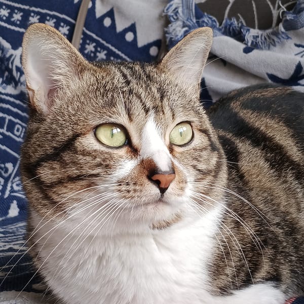 Tabby cat with green eyes documented in Shunde District